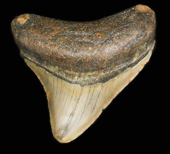 Juvenile Megalodon Tooth - North Carolina #45536